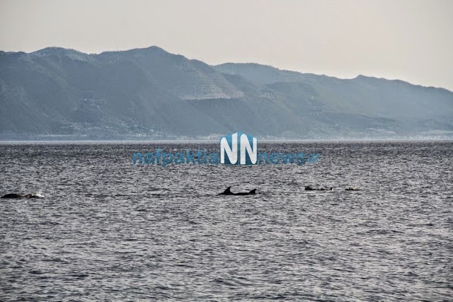 Εντυπωσιακές εικόνες με δελφίνια και φόντο τη Γέφυρα Ρίου-Αντιρρίου! - Φωτογραφία 5