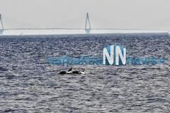 Εντυπωσιακές εικόνες με δελφίνια και φόντο τη Γέφυρα Ρίου-Αντιρρίου!