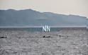 Εντυπωσιακές εικόνες με δελφίνια και φόντο τη Γέφυρα Ρίου-Αντιρρίου! - Φωτογραφία 5