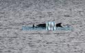 Εντυπωσιακές εικόνες με δελφίνια και φόντο τη Γέφυρα Ρίου-Αντιρρίου! - Φωτογραφία 6