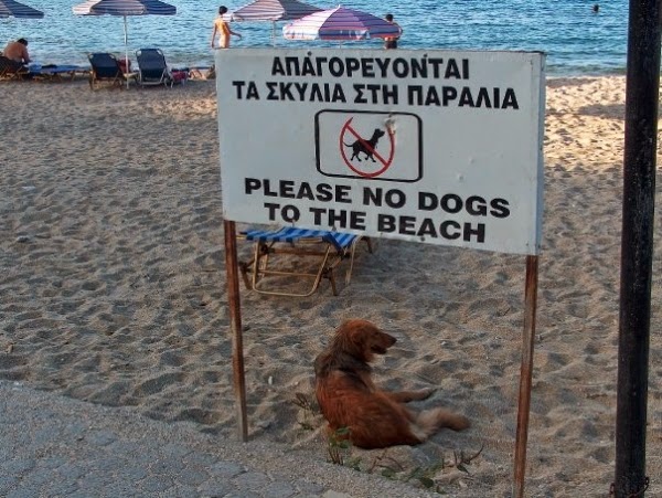 Απαγορεύονται οι σκύλοι στις παραλίες της Λάρνακας - Φωτογραφία 2