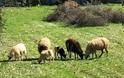 Δράσεις ύψους 500.000 ευρώ προανήγγειλε η Περιφέρεια Ηπείρου για τη στήριξη της ορεινής κτηνοτροφίας