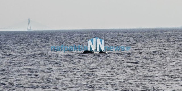 Δελφίνια παίζουν κοντά στην παραλία του Μαραθιά [photos] - Φωτογραφία 2