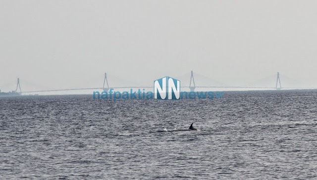 Δελφίνια παίζουν κοντά στην παραλία του Μαραθιά [photos] - Φωτογραφία 4