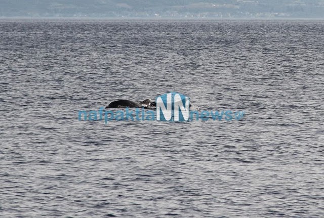 Δελφίνια παίζουν κοντά στην παραλία του Μαραθιά [photos] - Φωτογραφία 5