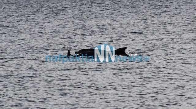 Δελφίνια παίζουν κοντά στην παραλία του Μαραθιά [photos] - Φωτογραφία 9