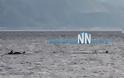 Δελφίνια παίζουν κοντά στην παραλία του Μαραθιά [photos] - Φωτογραφία 8