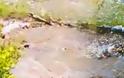 Νέο βίντεο του κροκόδειλου στο Ρέθυμνο: Ο «Σήφης» κολυμπάει ήρεμος, παρέα με αγριόπαπιες
