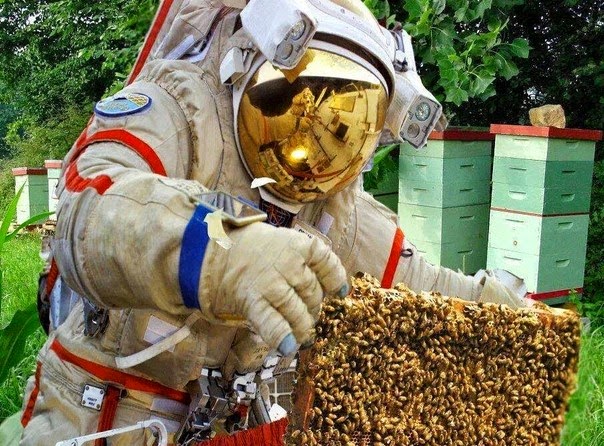 ΑΠΙΣΤΕΥΤΟ: Φόρεσε στολή αστροναύτη και μάζεψε το μέλι στα Τρίκαλα [photo] - Φωτογραφία 2