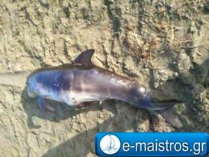 Νεκρό δελφίνι σε παραλία της Αμφιλοχίας - Φωτογραφία 2