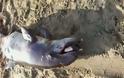 Νεκρό δελφίνι σε παραλία της Αμφιλοχίας - Φωτογραφία 1
