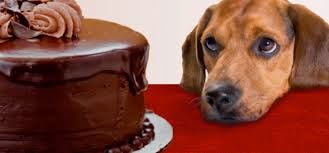 Σοκολάτα και Σκύλοι... Είναι επικίνδυνο; - Φωτογραφία 1