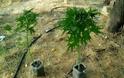 Αιτωλοκαρνανία: Μετέτρεψε την αυλή σε φυτώριο ναρκωτικών! - Δείτε φωτο