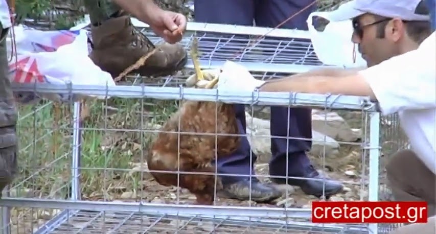 Τοποθετήθηκαν οι παγίδες για τον Σήφη τον κροκόδειλο! [video] - Φωτογραφία 7