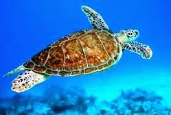 Εμφανίστηκε θαλάσσια χελώνα στη Μαρίνα Ζέας! - Φωτογραφία 1