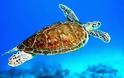Εμφανίστηκε θαλάσσια χελώνα στη Μαρίνα Ζέας!