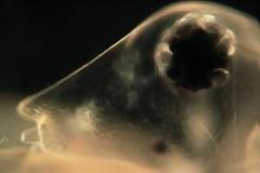 ΑΠΙΣΤΕΥΤΕΣ ΦΩΤΟΓΡΑΦΙΕΣ: Αυτά τα τέρατα είναι μέσα στο νερό που πίνουμε!!!