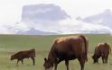 ΗΠΑ - Καλιφόρνια: Νέο κρούσμα της νόσου των τρελών αγελάδων