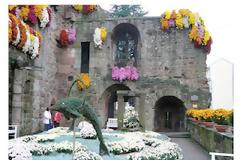 Η χρυσανθεμούπολη...