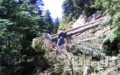Βρέθηκε πτώμα σε αποσύνθεση σε δάσος - Φωτογραφία 3