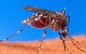 Σε επιφυλακή για επικίνδυνο κουνούπι στην Κρήτη