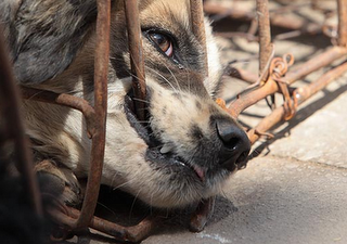 Έσωσαν 505 σκυλιά από εμπόρους που τα προόριζαν για εστιατόρια - Φωτογραφία 1