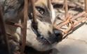 Έσωσαν 505 σκυλιά από εμπόρους που τα προόριζαν για εστιατόρια