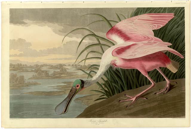 John James Audubon: 227 χρόνια από την γέννησή του... - Φωτογραφία 2