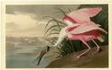 John James Audubon: 227 χρόνια από την γέννησή του... - Φωτογραφία 2