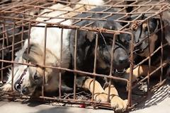 Εικόνες από τα σκυλιά που προορίζονταν για εστιατόρια