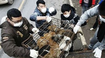 Έσωσαν εκατοντάδες σκυλιά από τα ... πιάτα εστιατορίων - Φωτογραφία 1