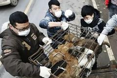 Έσωσαν εκατοντάδες σκυλιά από τα ... πιάτα εστιατορίων