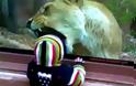 Λιοντάρι προσπαθεί να φάει μικρό παιδάκι... Μάταια, όμως... (video)