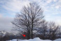 Βασιλίτσα Γρεβενών: Την έπιασε, την κρέμασε, της έκοψε την ουρά!