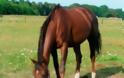 Κύπρος: Σκότωσαν άλογο που μπορεί να σχετίζεται με την κομπίνα στον ιππόδρομο