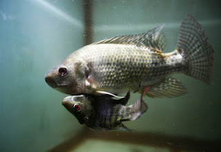 «Σιαμαία» ψάρια ζουν σε ενυδρείο της Μπανγκόκ! - Φωτογραφία 1