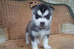 Ζώα που μοιάζουν να ετοιμάζουν κάτι σατανικό (pics)