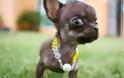 Ο πιο μικροσκοπικός σκύλος στον κόσμο!