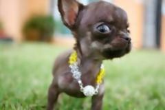 Ο πιο μικροσκοπικός σκύλος στον κόσμο!