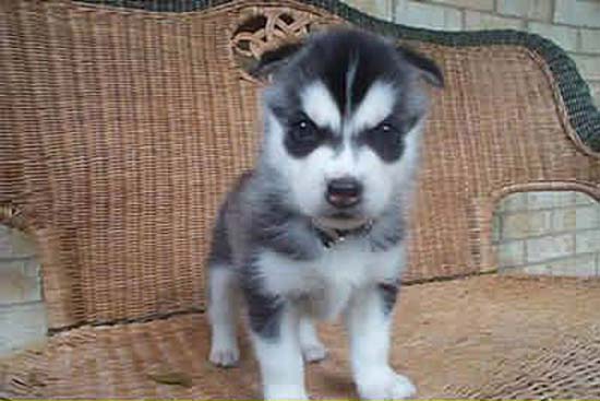 Ζώα που μοιάζουν να ετοιμάζουν κάτι σατανικό (pics) - Φωτογραφία 11