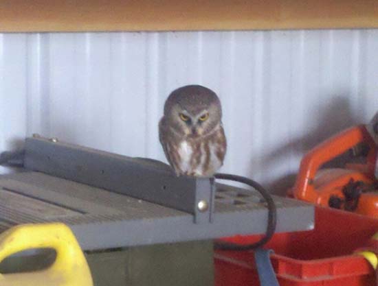 Ζώα που μοιάζουν να ετοιμάζουν κάτι σατανικό (pics) - Φωτογραφία 12