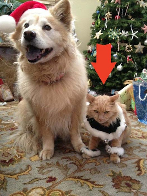 Ζώα που μοιάζουν να ετοιμάζουν κάτι σατανικό (pics) - Φωτογραφία 14