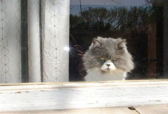 Ζώα που μοιάζουν να ετοιμάζουν κάτι σατανικό (pics) - Φωτογραφία 2