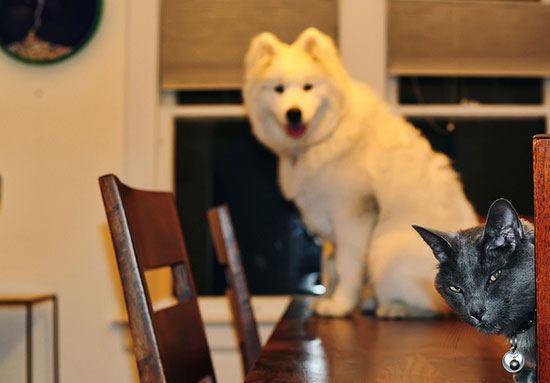 Ζώα που μοιάζουν να ετοιμάζουν κάτι σατανικό (pics) - Φωτογραφία 3