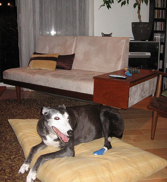 Ζώα που μοιάζουν να ετοιμάζουν κάτι σατανικό (pics) - Φωτογραφία 4