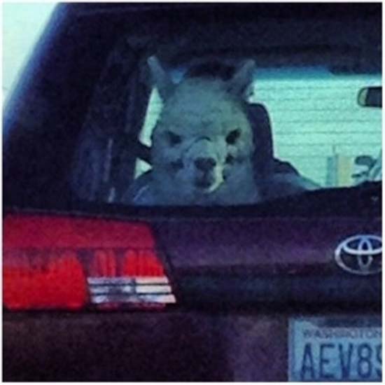 Ζώα που μοιάζουν να ετοιμάζουν κάτι σατανικό (pics) - Φωτογραφία 8