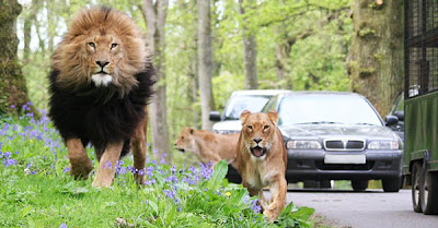 Ένα βικτωριανό «Safari Park» στην πόλη! - Φωτογραφία 4