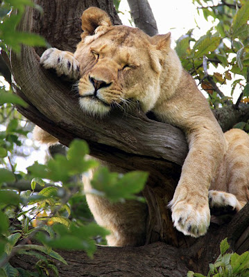 Ένα βικτωριανό «Safari Park» στην πόλη! - Φωτογραφία 9