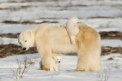 Μια στοργική μαμά [ΑΠΙΣΤΕΥΤΕΣ ΦΩΤΟ]