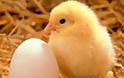 Κότα γέννησε κοτόπουλο χωρίς αυγό!
